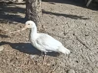 Ducks — รูปภาพ 2