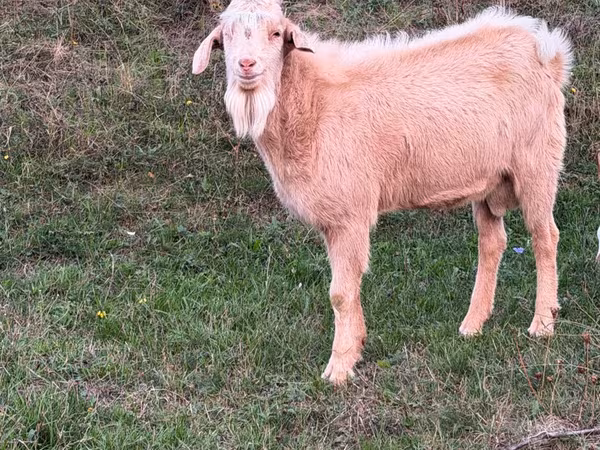 Kozel, Nubian Goat