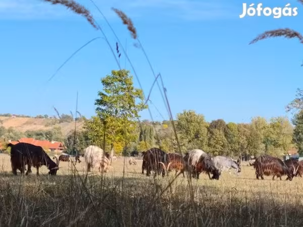 母牛, Cattle