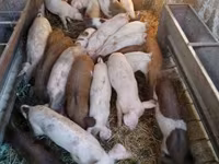 Babi (lot, jantina tidak dinyatakan), Дюрок — foto 2