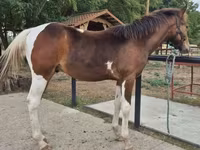 Cal, Hungarian horse breed — foto 2