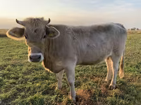گاو ماده, Swiss cattle — عکس 3