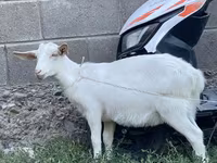 Ziege, Saanen goat — Foto 1