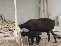 بھیڑ, بھیڑیں — تصویر 3