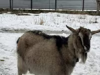 Ged, Alpine goat — foto 2