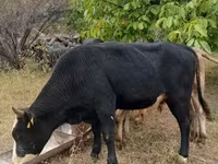 گاو نر, گاو — عکس 3