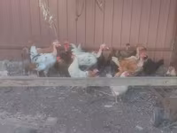 Danish hen — sawirka 2