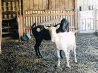 Бузғола, Kamori goats — акс 2