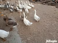 Geese — foto 2