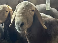 Beran, Arashan sheep — foto 6