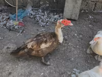 Ducks — عکس 2