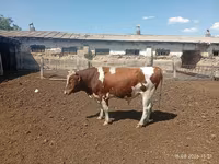 ወንድ በሬ, Simmental cattle — ፎቶ 3