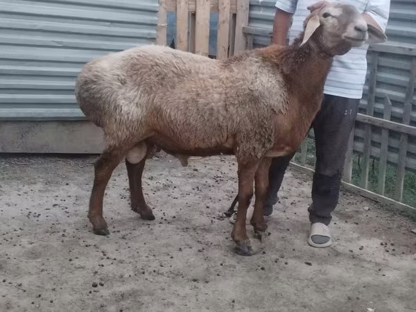 قوچ, Arashan sheep