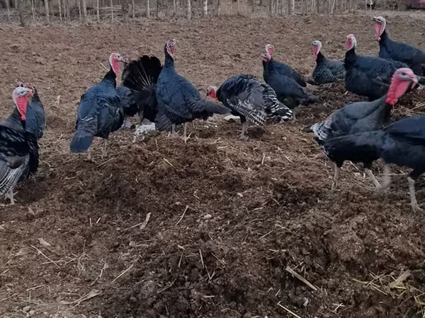 Turkeys