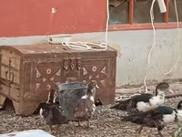 Ducks — عکس 1
