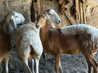 Schaf, Rhon sheep — Foto 3