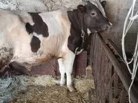 گاو نر, Russian Black pied cattle — عکس 1