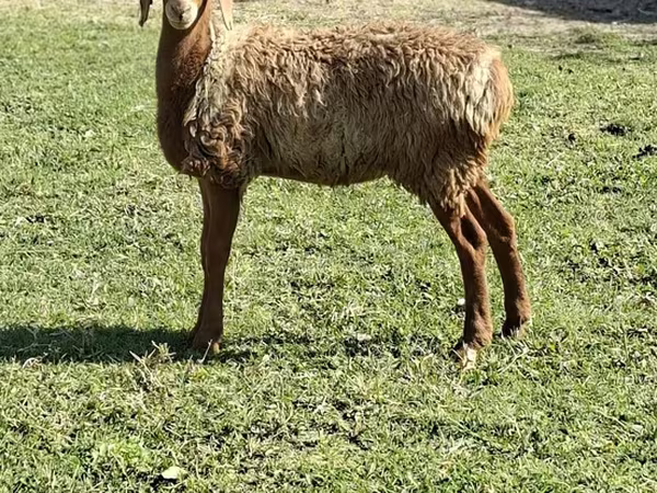 كبش, الأغنام