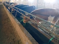İnek, Swiss cattle — foto 3