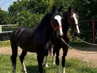 Horse (M), Dutch warmblood horse — photo 2