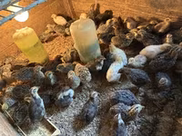 Quails — fotografija 2