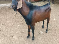 Kambing betina, Beetal goats — foto 1
