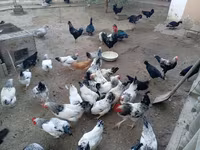 Chickens — รูปภาพ 2