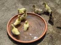 Ducks — լուսանկար 5
