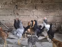 Chickens — عکس 2