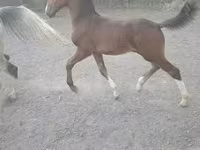 At, Dutch warmblood horse — foto 2