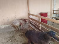 Carnero, Arashan sheep — foto 2