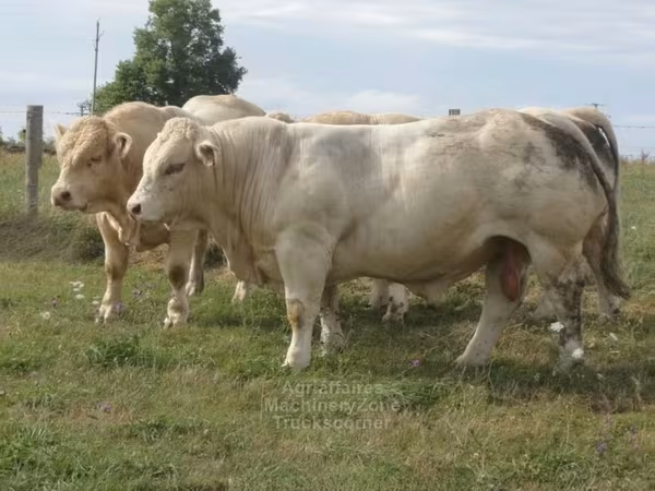 Dibi, Charolais cattle — Boqortooyada Midowday