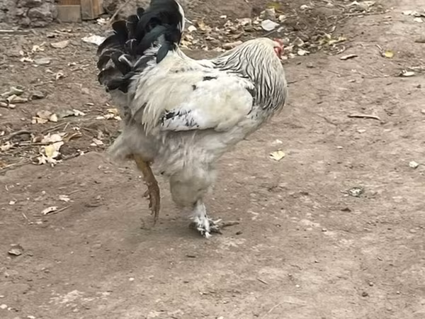 Μπράχμα