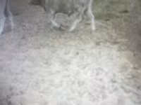 牛（ロット、性別未指定）, Simmental cattle — 写真 4