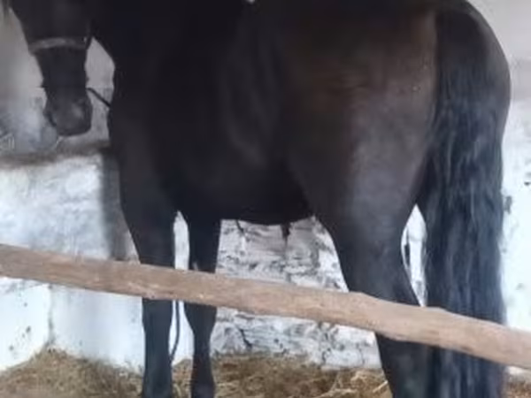 ม้าตัวผู้, Friesian