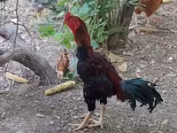 Chickens — zdjęcie 2