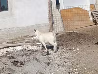 Țap, Saanen goat — foto 1