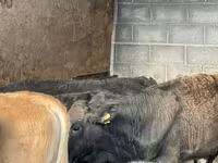 Бик, Simmental cattle — снимка 7
