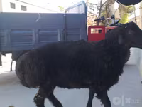 የጎትት አውራ በግ, Sheep — ፎቶ 2