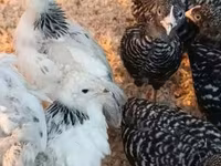 Brahma — zdjęcie 4