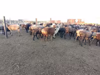 قوچ, Edilbay sheep — عکس 4