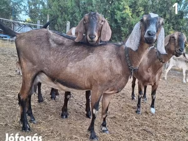 Keçi, Nubian Goat