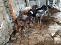 Kambing jantan, Rhon sheep — foto 2