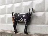 بز نر, Nubian Goat — عکس 1