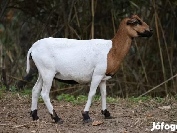 Ovce, Cameroon sheep