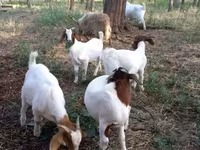 تيس, Boer goat — الصورة 2