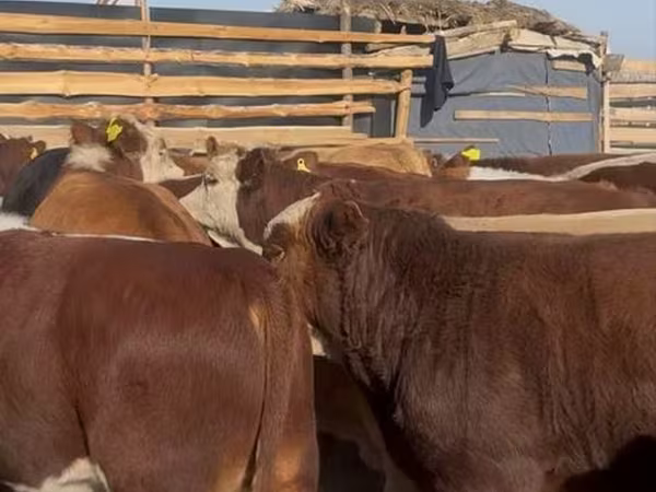 วัวตัวผู้, Swiss cattle