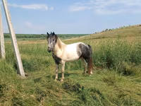 ፈረስ, Gypsy horse — ፎቶ 2