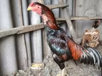 Chickens — foto 4
