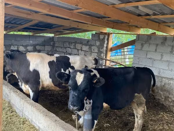 Toro, Razza Holstein